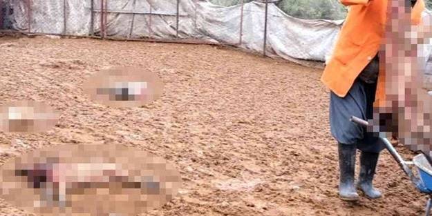 Ağıla giren köpek çetesi, hayvanları telef etti! "Her gün geliyorlar"