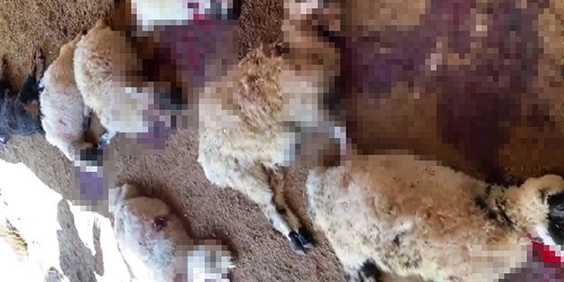 Ağıla giren köpek sürüsü onlarca koyunu telef etti!