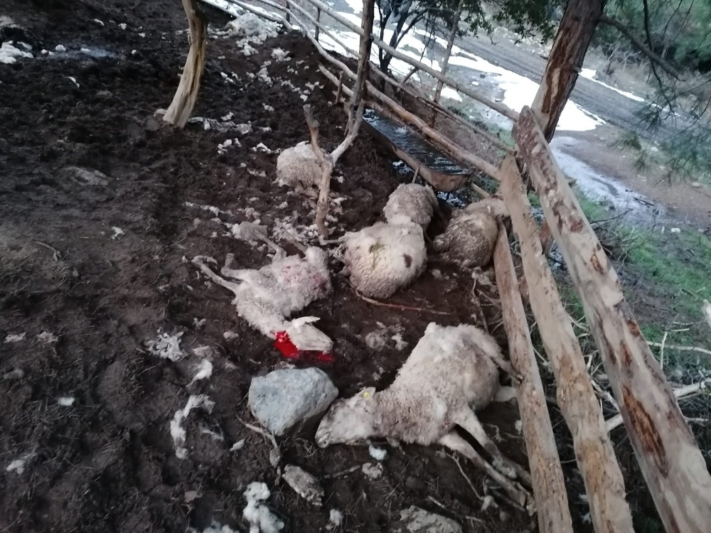 Ağıla giren köpekler 10 koyunu telef etti 
