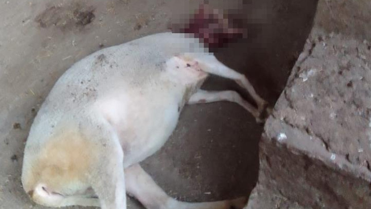 Ağıla giren köpekler koyunları parçaladı