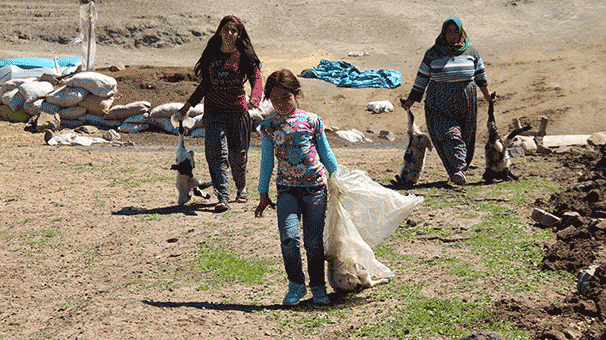 Ağıla giren Kurt, 150 hayvanı telef etti