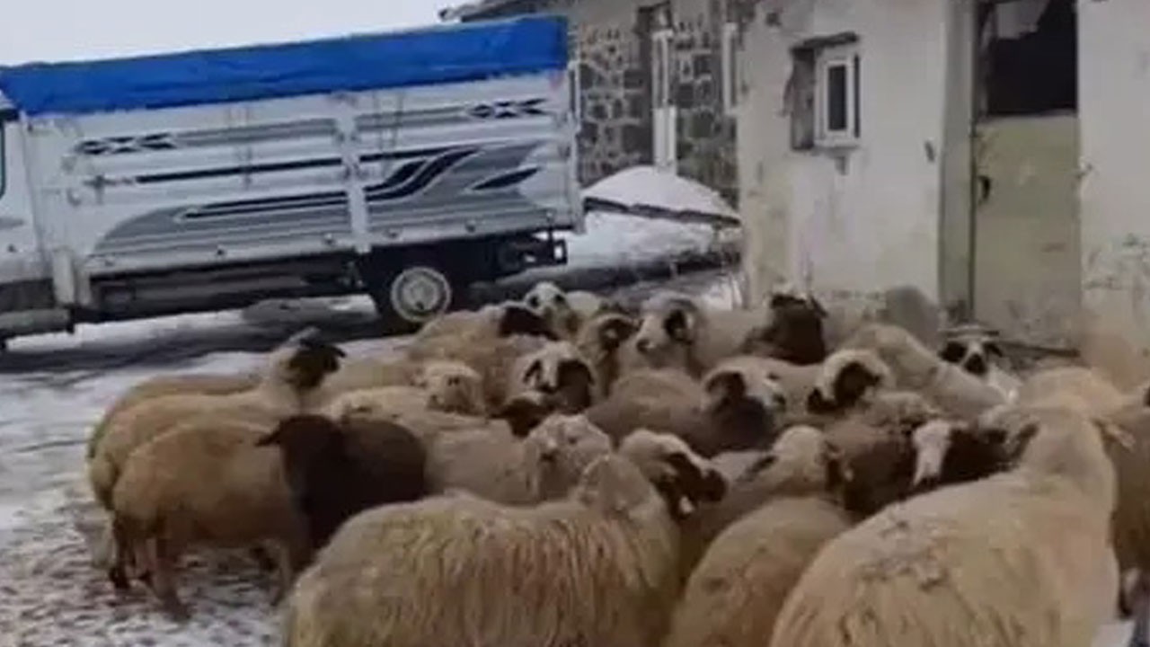 Ağıla giren kurt 2 saatte 200 koyunu öldürmüştü: Sürüsünü kaybeden vatandaşa ağlatan sürpriz!