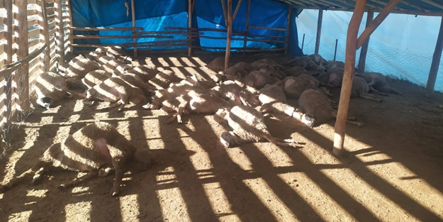 Ağıla giren kurt sürüsü onlarca koyunu telef etti