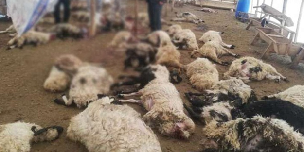 Ağıla giren kurtlar 190 koyunu telef etti!