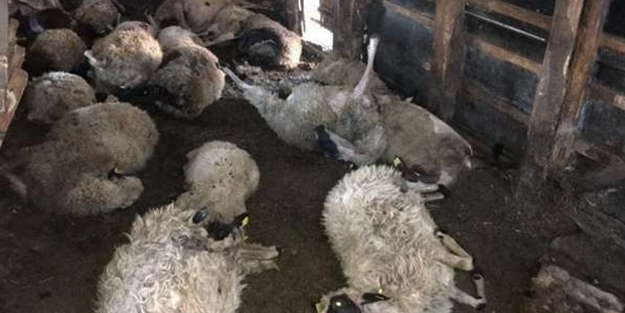Ağıla giren kurtlar 24 koyunu öldürdü