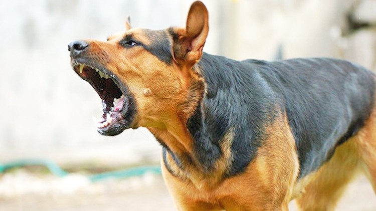 Ağıla giren sahipsiz köpekler hayvanları parçaladı