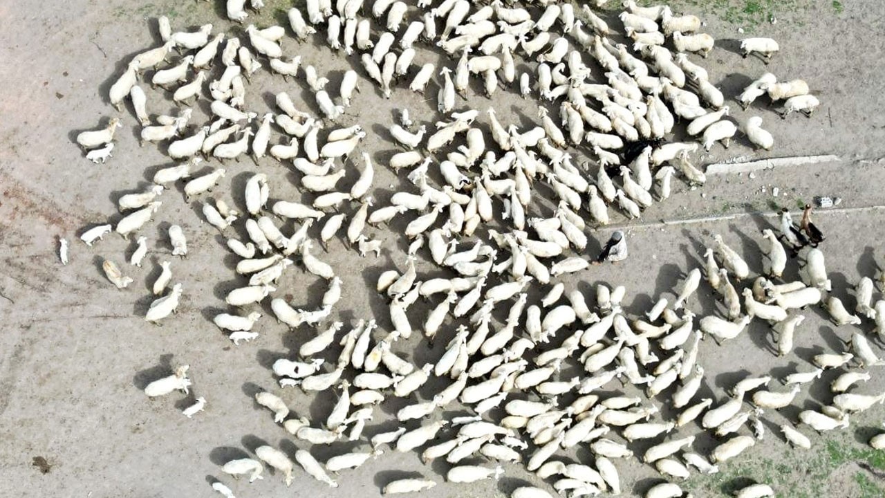 Ağıldan çıktılar, annelerine koştular! 200 kuzunun unutulmaz anı böyle görüntülendi