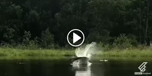 Ağır çekimde kartalın balık avlama anı!