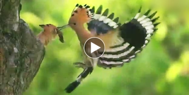 Ağır çekimde yaratılış sanatı (VİDEO)