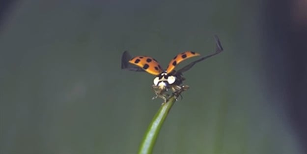 Ağır çekimde uğur böceğinin uçuşu - VIDEO