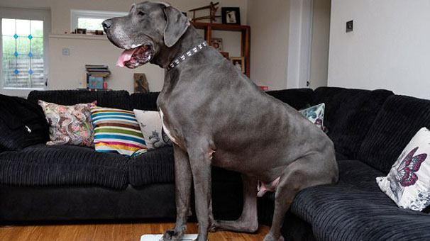 Ağırlığı küçük fil kadar! Gören tekrar tekrar bakıyor