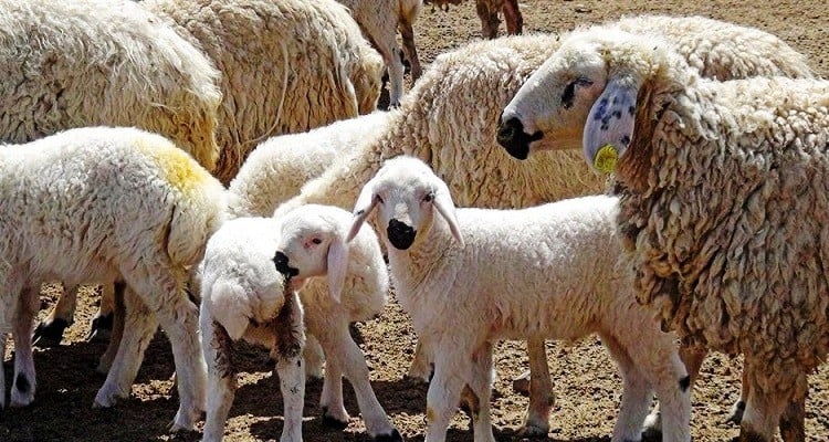 Ağız sütünün yeterli verilmemesi kuzuları öldürüyor 