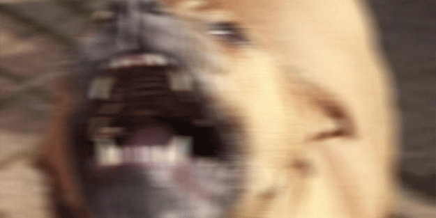 Ağızlıksız pitbull gezdirdi! Cezası cüzdanları yaktı