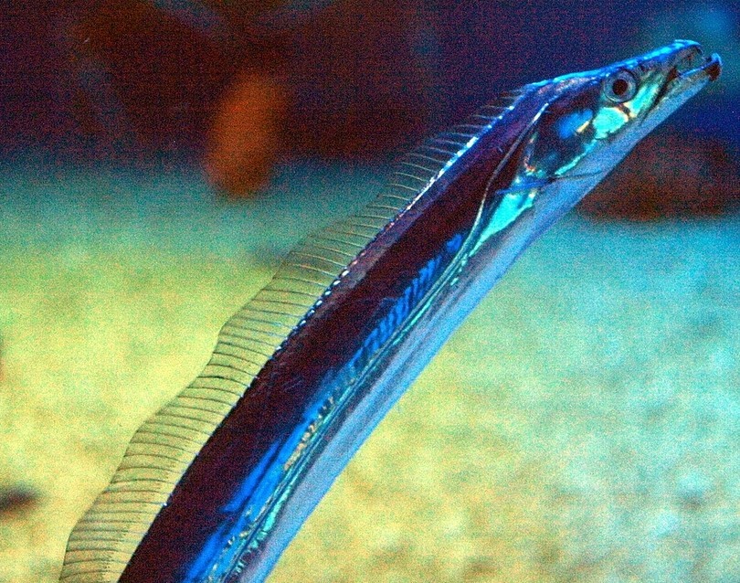 Ağlara takılan balık balıkçıları şaşkına çevirdi! Gece fener gibi parlıyor