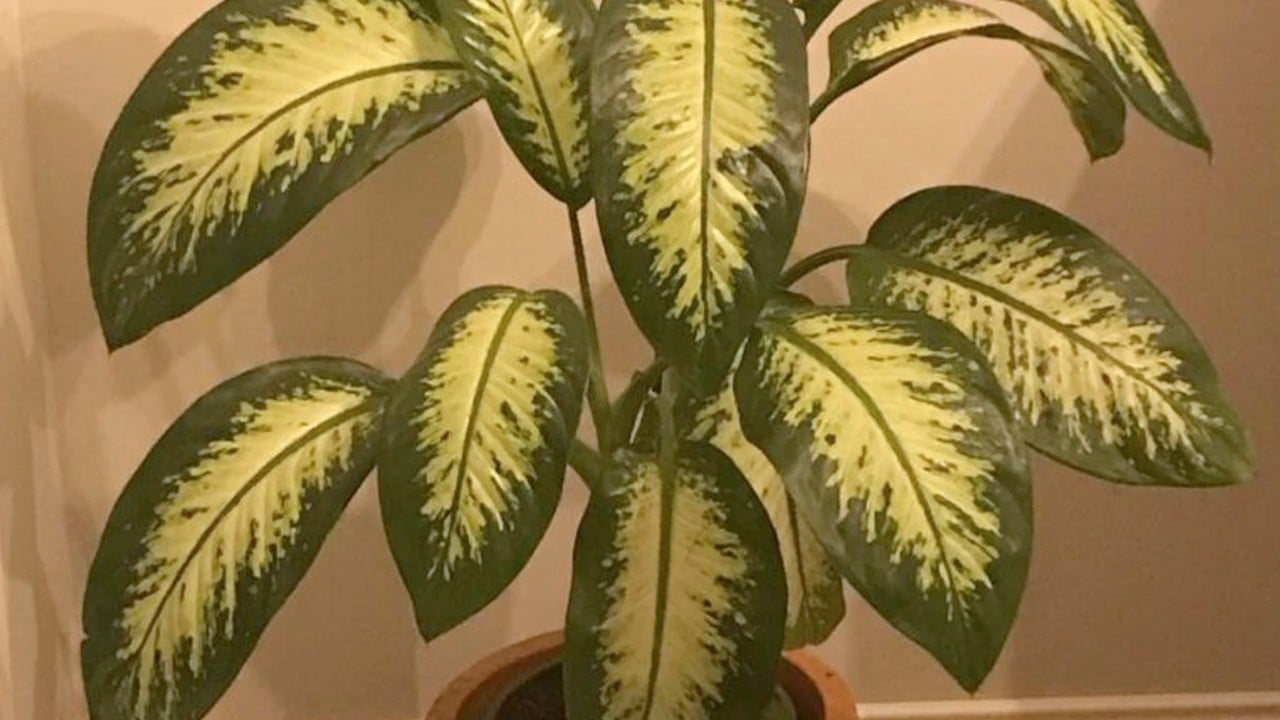 Ağlayan Çiçek (Difenbahya) Zehirli! Kötü haber: Alan varsa, hemen koşup çöpe atsın!