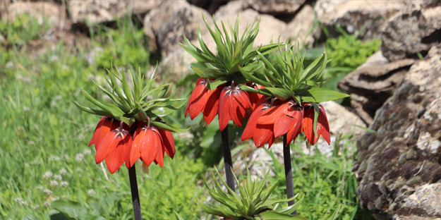 'Ağlayan Gelin'i koparanlar şimdi fena yanacak! Bu detaya dikkat...