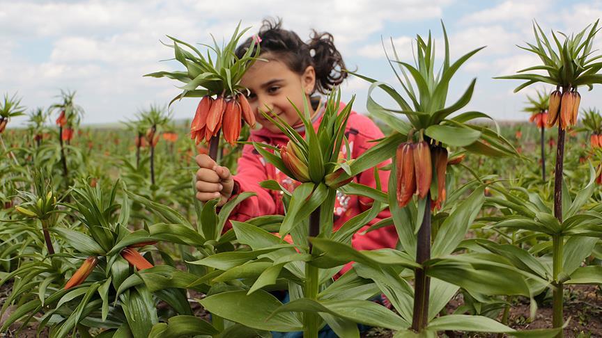 'Ağlayan gelinler' dağları şenlendirdi!