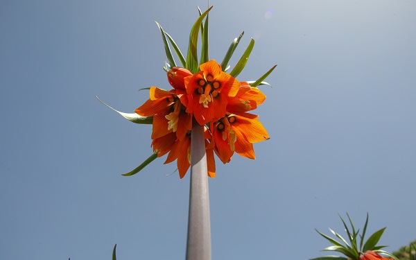 Ağlayan gelinler güzelliğiyle hayran bırakıyor