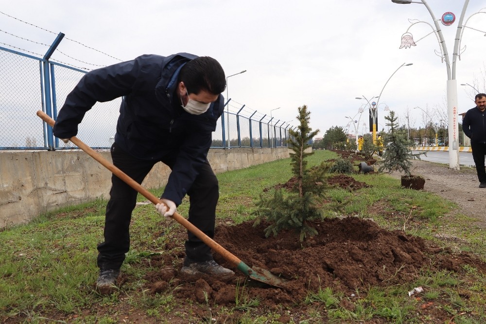 Ağrı Belediyesi 10 bin ağaç dikecek 