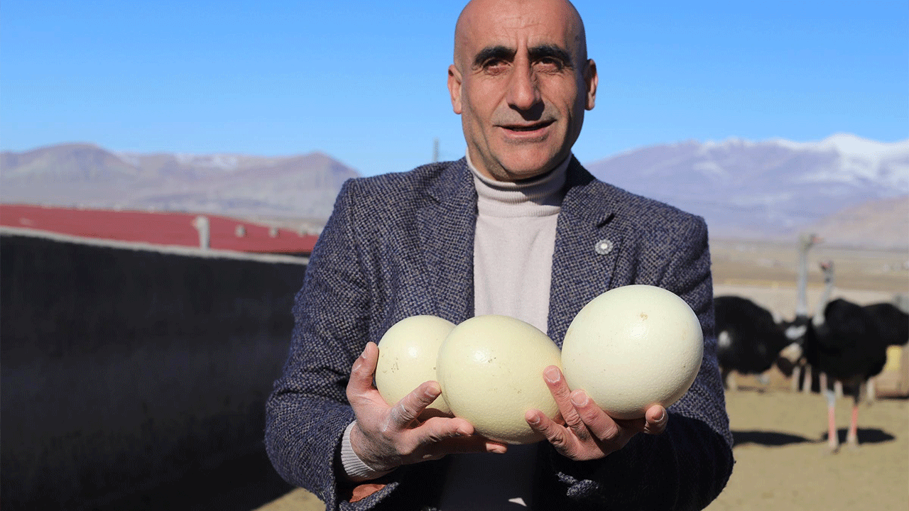 Ağrı Dağı eteklerinde deve kuşu çiftliği kuruldu! Yeni bir soluk: Türkiye'nin hayvancılık sektörü değişiyor