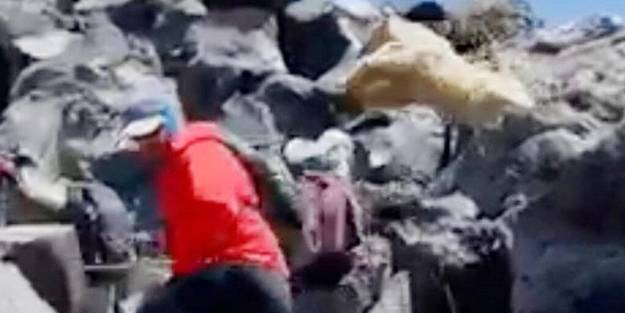 Ağrı Dağı'nda ayı paniği! Bir anda fırladı