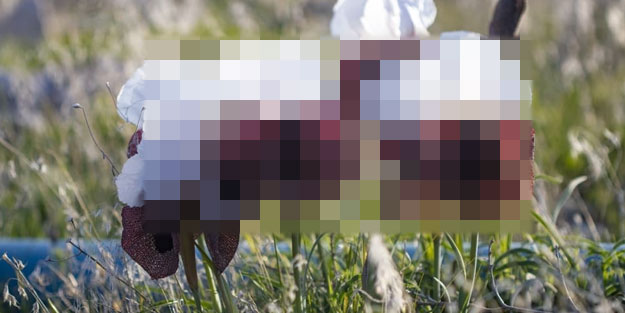 Dünyanın en nadir çiçeği, Türkiye'nin çatısında yetişiyor