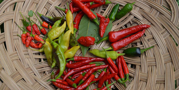 Ağrı Dağı'nda yetiştirilen 'Meksika biberi', Avrupa sofralarını süslüyor