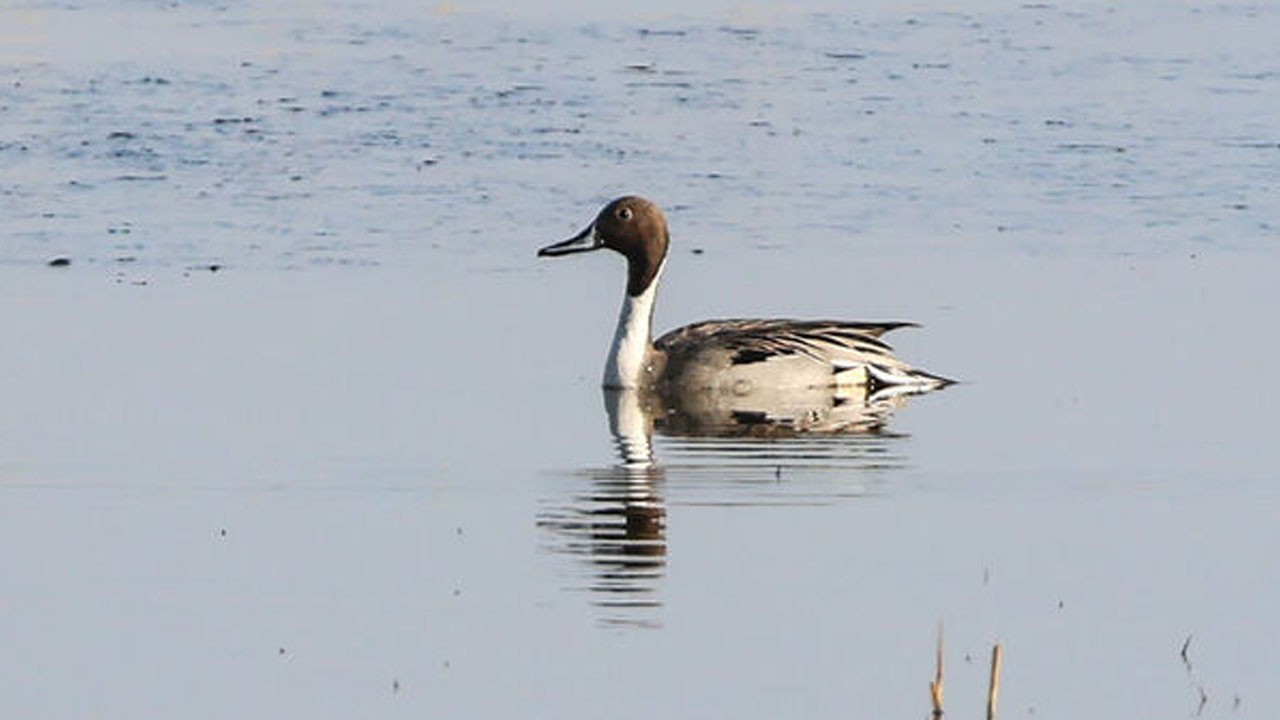 Ağrı Dağı'nın eteğinde keşfedildi! Yeni bir kuş türü daha kayda alındı!