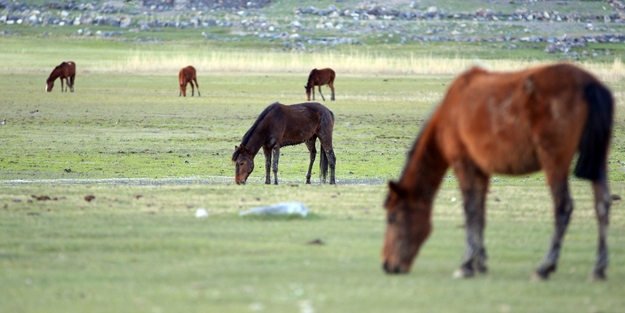 Ağrı Dağı'nın yılkı atları