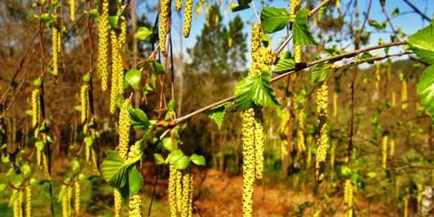 Ağrı gideriyor uyku düzenliyor: Doğal ağrı kesici! Mışıl mışıl uyumanın sırrı da onda