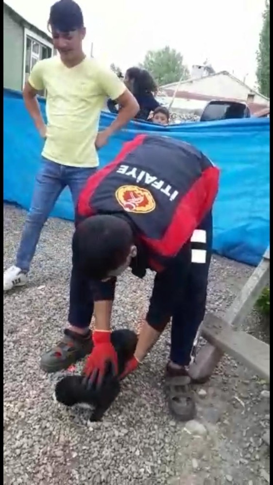 Ağrı’da ağacın tepesinde mahsur kalan kedi kurtarıldı 