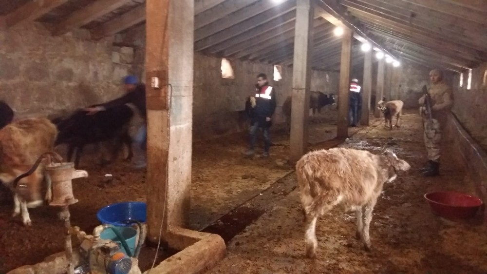 Ağrı’da çalınan hayvanlar bulundu 