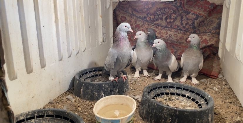 Ağrı'da güvercin nöbeti! Dondurucu soğukta kuşları yaşatmak için her birine servet harcıyorlar!