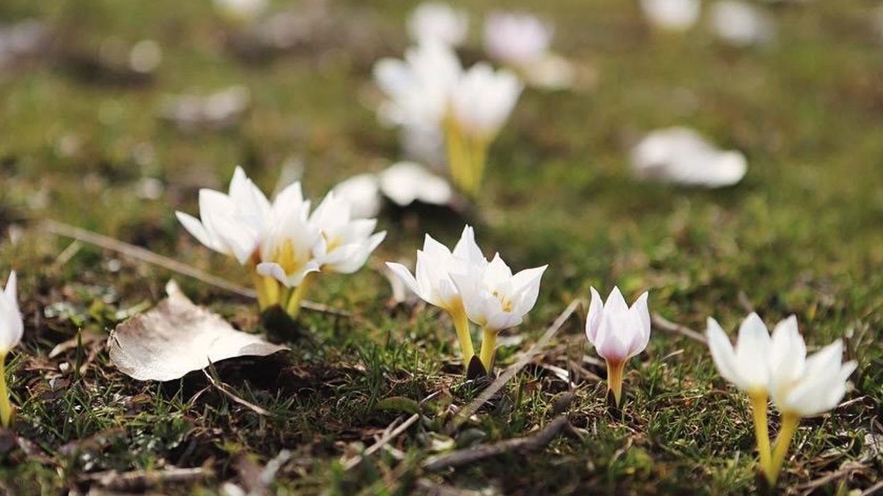 Ağrı’da karlar eridi, baharın renkleri ortaya çıktı