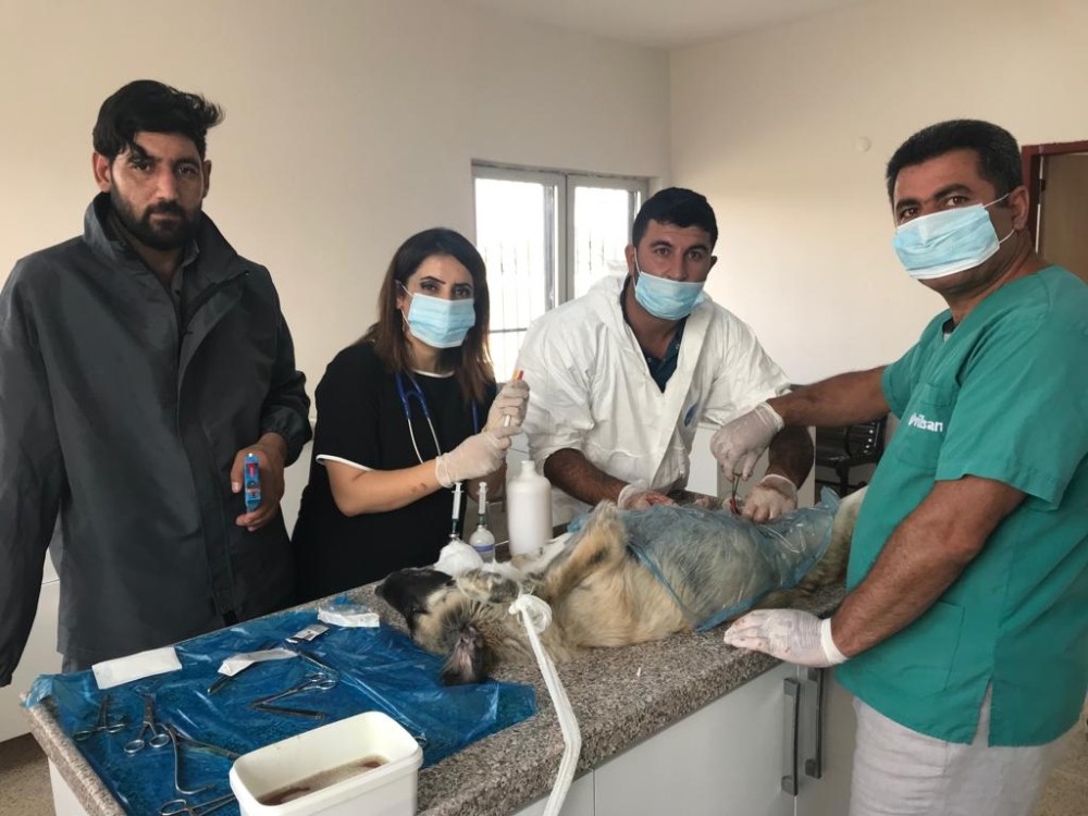 Ağrı’da sokak hayvanları kısırlaştırılıyor 