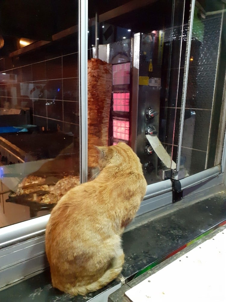 Ağrı’da tavuk dönere bakan aç kedi yürekleri sızlattı 