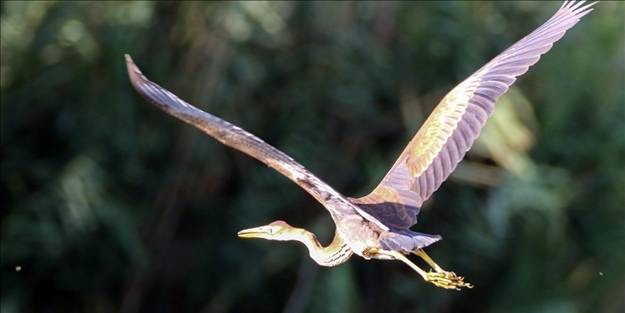 Çok nadir ortaya çıkıyor... Ağrı'da uçarken görüntülendi!