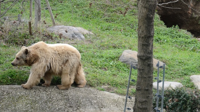 Ağrı'da yorgun ayıya vatandaşlar sahip çıktı