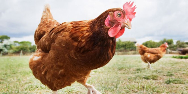 Ağustosta 93 milyon tavuk...