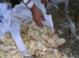 Ağzı bağlı çuvalları açanlar şok oldu! İçinde 600 ölü civciv bulundu