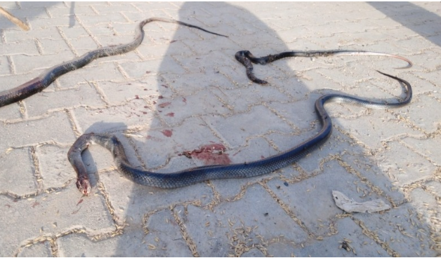 Ah Ekrem Ah! Sokaklar fare ve yılan kaynıyor! Vatandaşlar dikkat etmeli