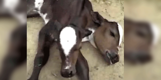 Ahıra giren çiftçi gözlerine inanamadı! Yeni doğan buzağının başı iki taneydi