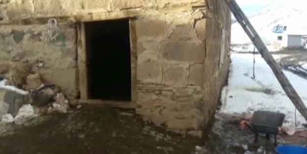 Ahırda çığlık sesi duydu! Görünce şok oldu...