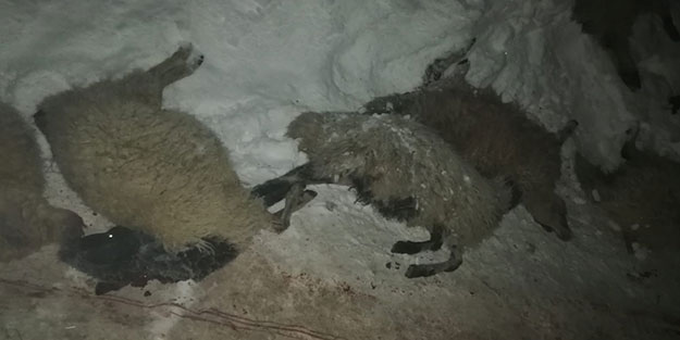Ahırda çıkan yangın 13 koyunu telef etti