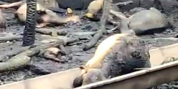 Ahırda çıkan yangında 25 hayvan telef oldu