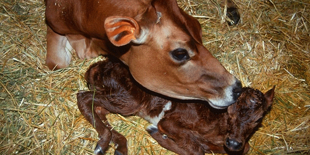 Ahırda olanlar dünyayı dehşete düşürdü