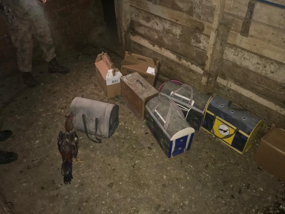 Ahırda horoz dövüştüren şahıslara suçüstü 