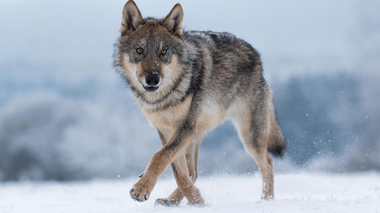 Ahırda panik! Kurdu gören koyunlar birbirini ezdi: 64'ü telef oldu, 11'i ağır yaralandı