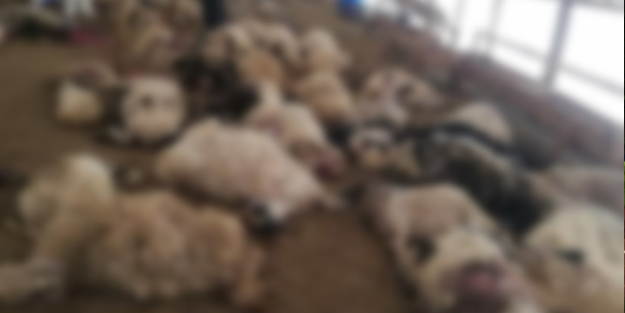 Ahırdaki 130 koyun aynı anda telef oldu!