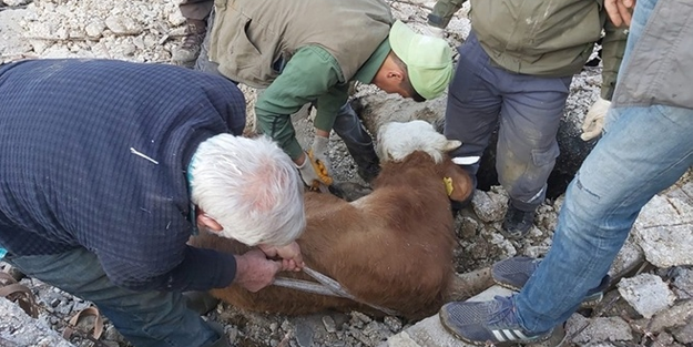 Ahırdaki büyükbaş hayvan 15 gün sonra böyle kurtarıldı!